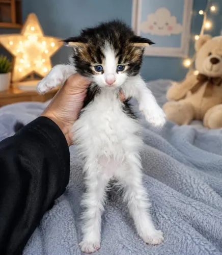 Filhotes de gato mainecoon
