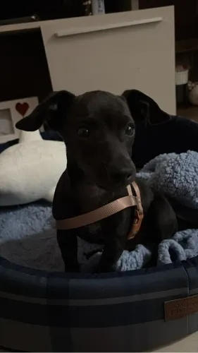 Cachorro pinscher filhote