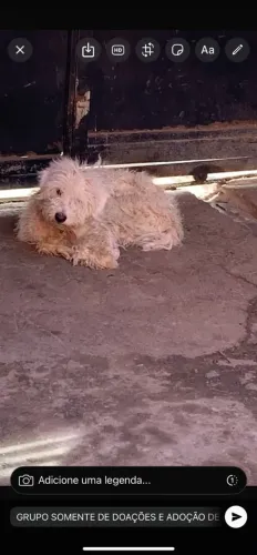 Cachorro 