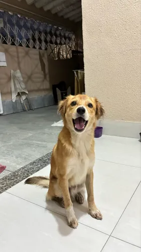 CACHORRO MACHO FILHOTE PARA ADOÇÃO 