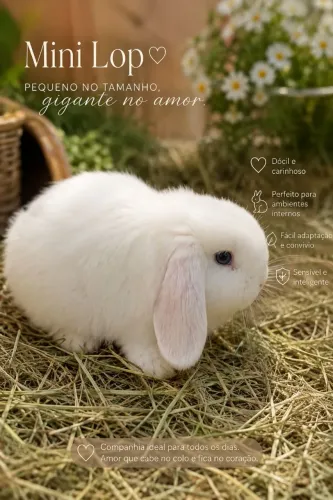 Mini lop