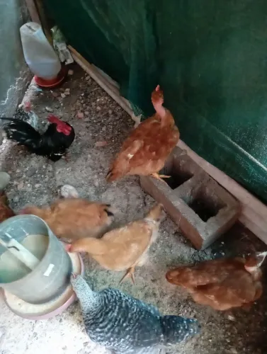 Frango seme caipira