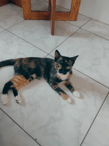 Gatinha para adoção