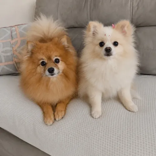 Filhote Macho Spitz Alemão