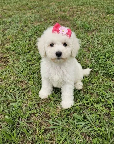 Filhote de poodle mini toy