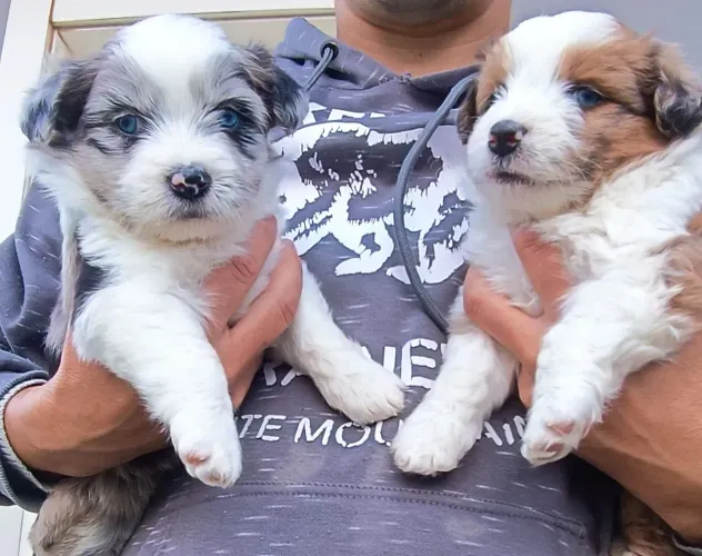 Border collie BLUE merle x Shippo