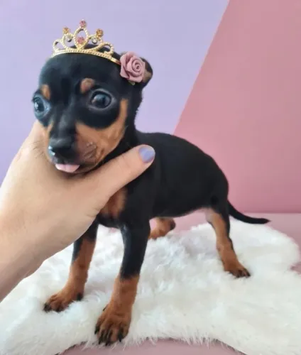 Pinscher Amor em Patinhas