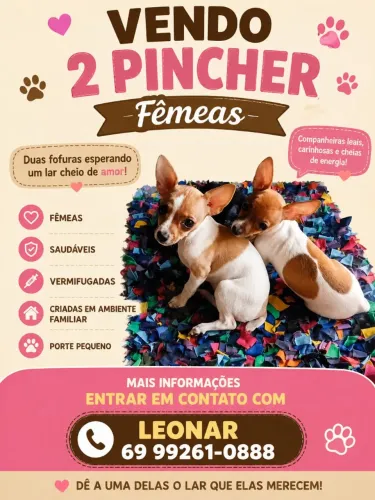 Vendo duas pinscher 