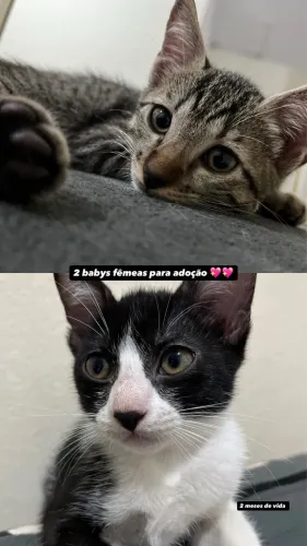 Doação de gatinhas