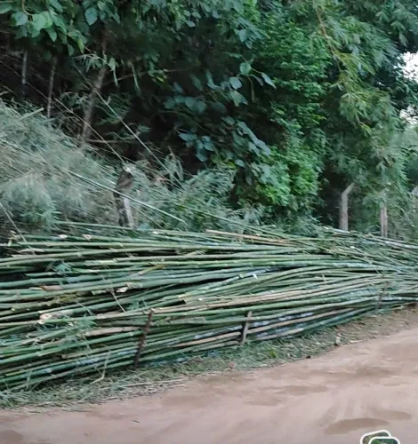 Bambu verde - dúzia 