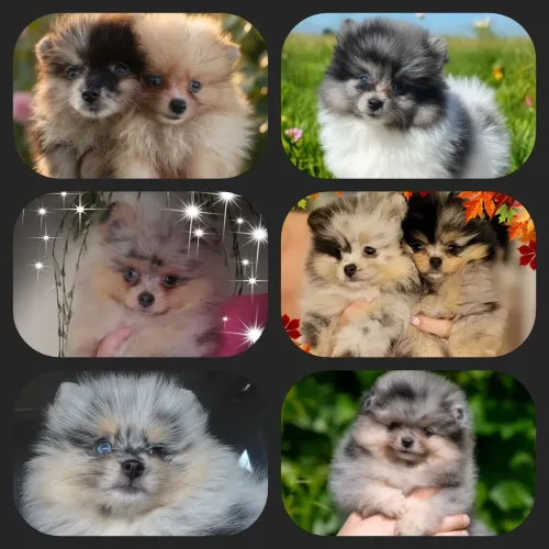 Lindos filhotes de Lulu da Pomerania Merle