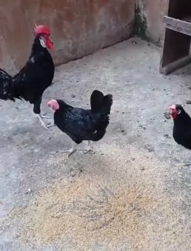 Galo cara de palhaço