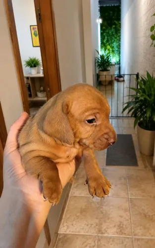 Filhote Macho Dachshund ( Basset )