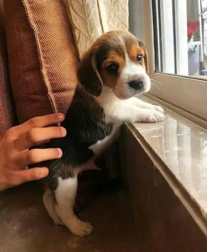 Filhote de Beagle O Amigo Perfeito Para Aventuras em Família