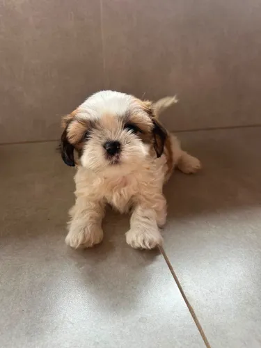 Pet