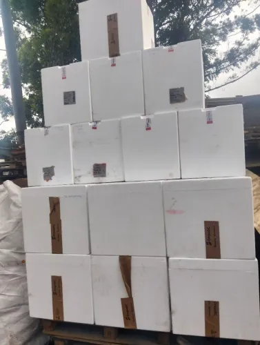Caixas de isopor