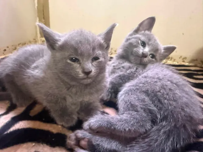 Russian blue filhotes nobres e elegantes 