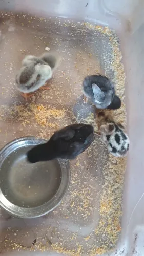 Pintinhos de 10 dias 
