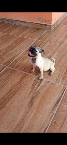 Pug femea