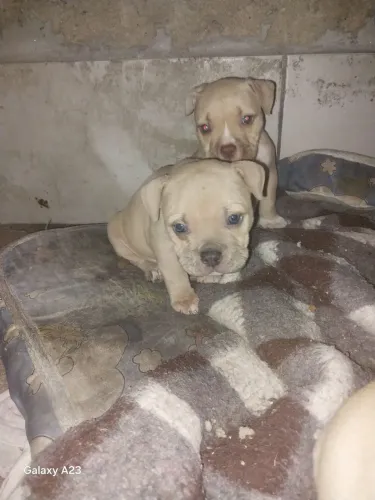 American bully