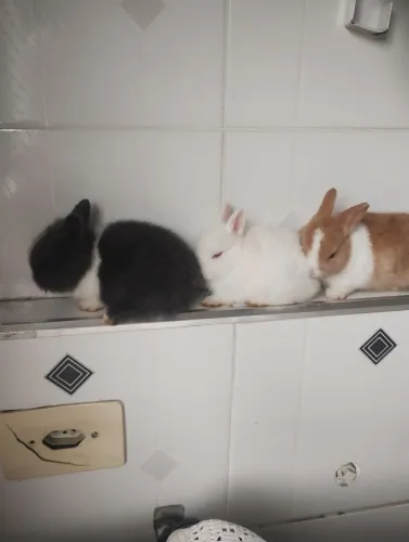 Chalé dos mini coelho mais uma novidade