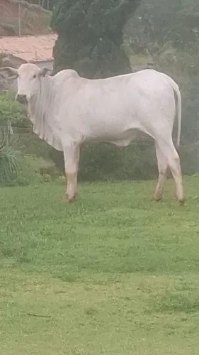 Vendo gado nelore 16 fêmea todas enchertadas e um boi 
