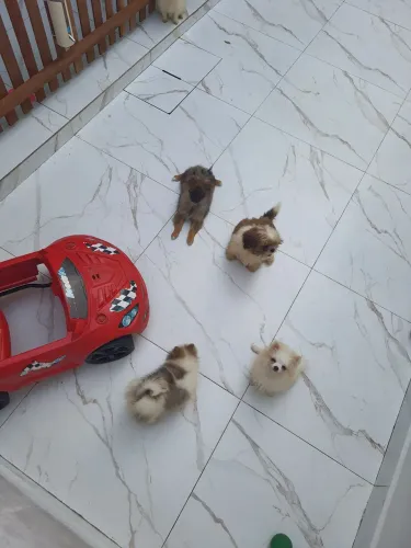 Spitz alemão e outras raças