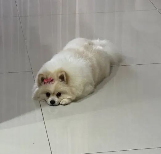 Spitz alemão
