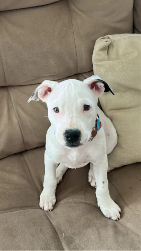 Doa-se filhote de 5 meses da raça Staffordshire