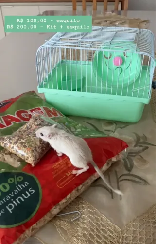 Filhote de esquilo da Mongólia/gerbil femaa 