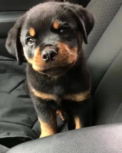Filhote de cachorro rottweiler brincalhão ideal para guarda e lazer