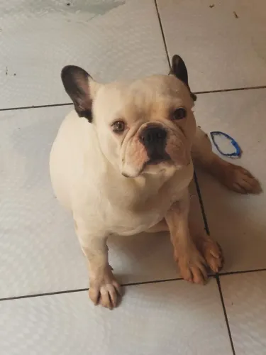 Buldogue francês macho