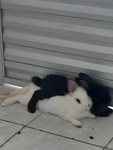 2 coelhos para doação