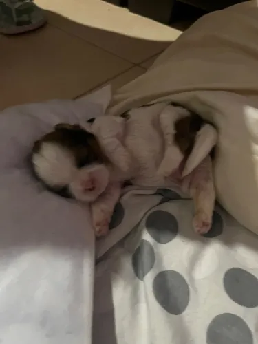 Filhote de shih tzu puro 