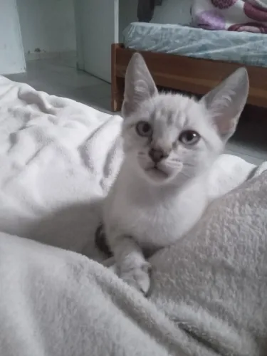 6 gatinhos para adoção responsável
