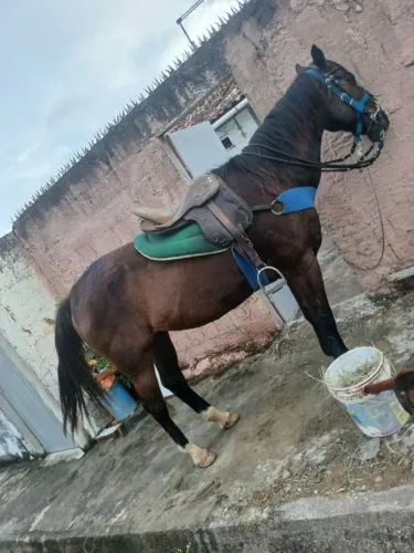 Cavalo 