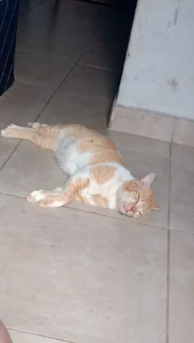 Gato adulto, amoroso !