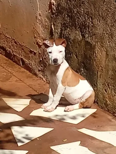 Filhote de Pitbull
