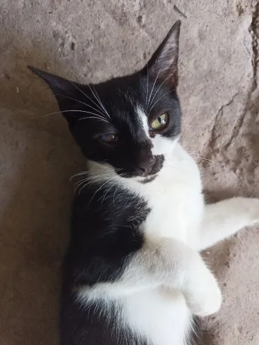 Gata pra adoção
