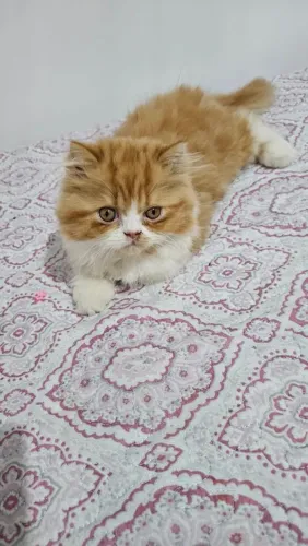 Gato Persa ( macho)