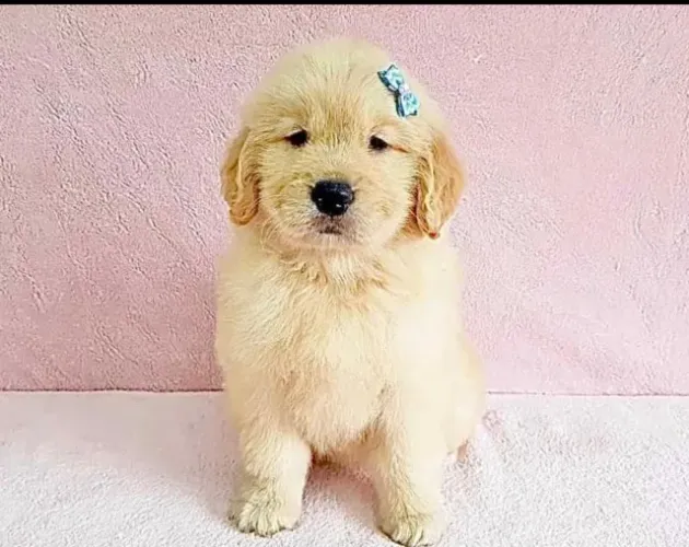 Golden retriever ideal para familia 