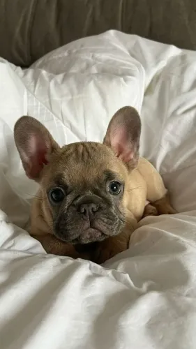 Bulldog frances para apartamento