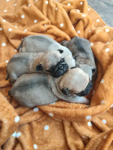 Pug filhote