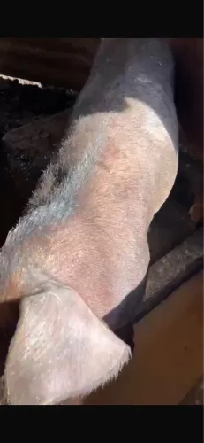 2 MATRIZES DUROC