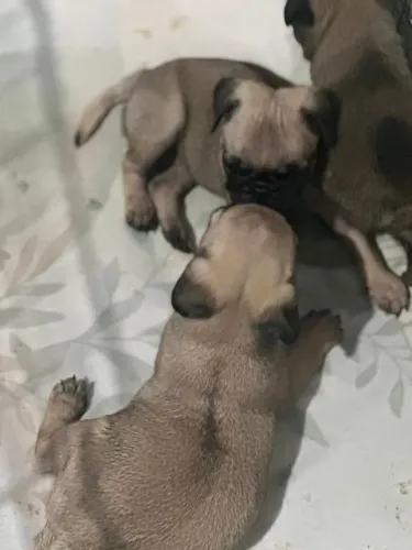Pug 