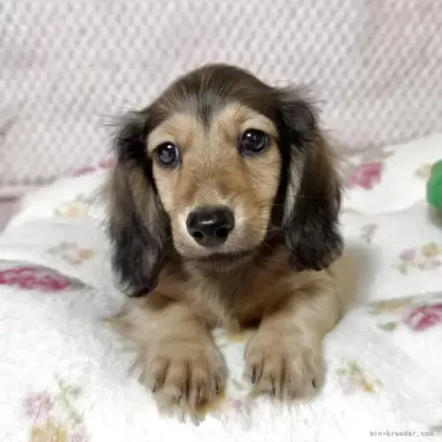 Bebezinho dachshund/teckel/basset/salsicha/cofap brincalhão dócil