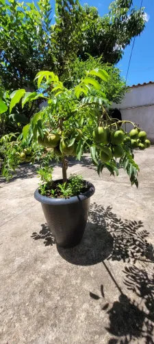CAJÁ-MANGA já produzindo e com frutos grandes ideal para varandas e pequenos espaços 