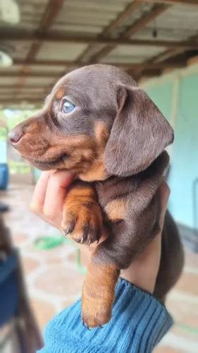 Dachshund Perfeitíssimo pronta entrega 