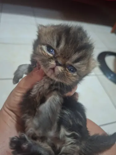 Vende-se filhote de gato persa macho chama privado 