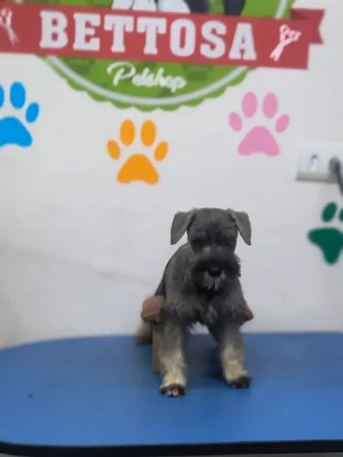 Animais de estimação